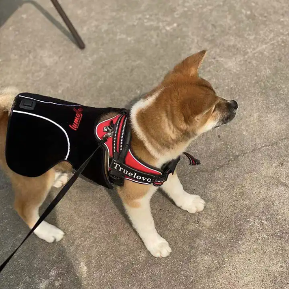 Red Light Therapy Vest For Pets (Medical Grade Pain Relief Wrap)