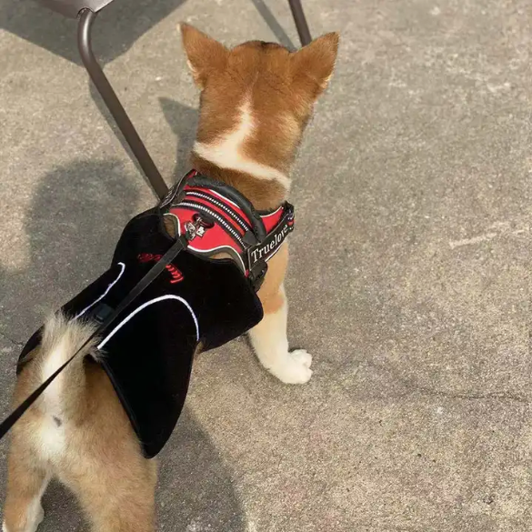 Red Light Therapy Vest For Pets (Medical Grade Pain Relief Wrap)