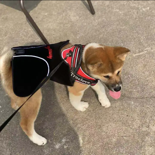 Red Light Therapy Vest For Pets (Medical Grade Pain Relief Wrap)